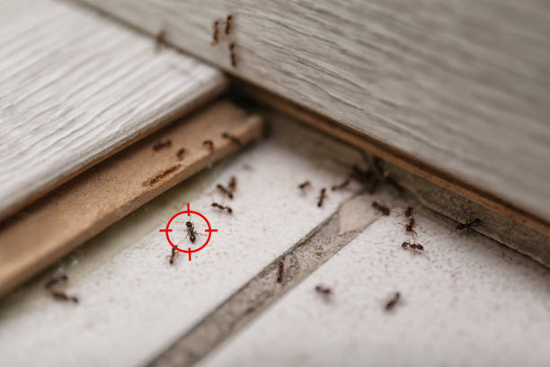 Best Ant Control Services  in Cleveland, NC