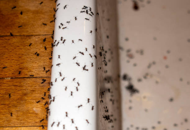 Best Emergency Pest Control  in Cleveland, NC